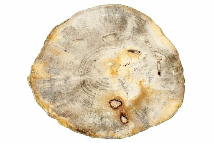 Polished Petrified Wood (Dicot) Round - Idaho #252889